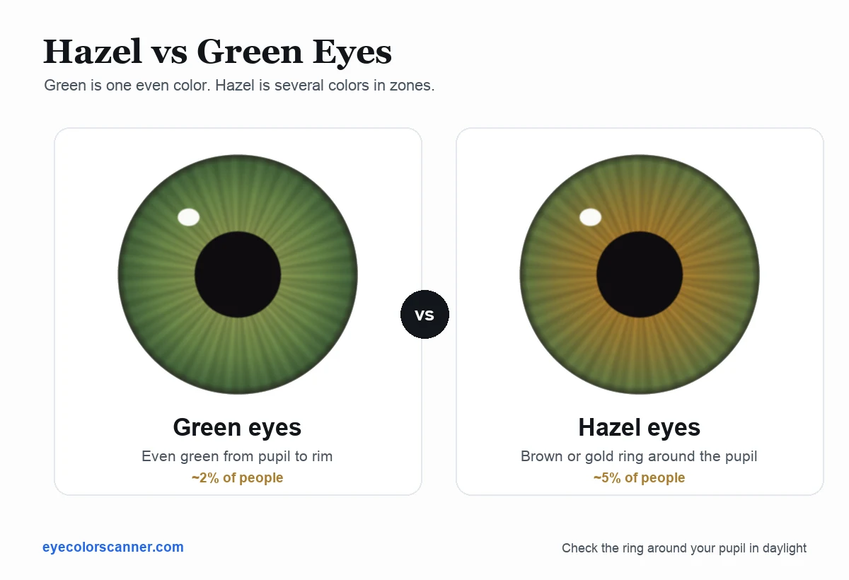 Hazel vs green eyes compared side by side: a green iris showing one even green color from pupil to rim, next to a hazel iris showing a brown-gold ring around the pupil that fades to green at the edge